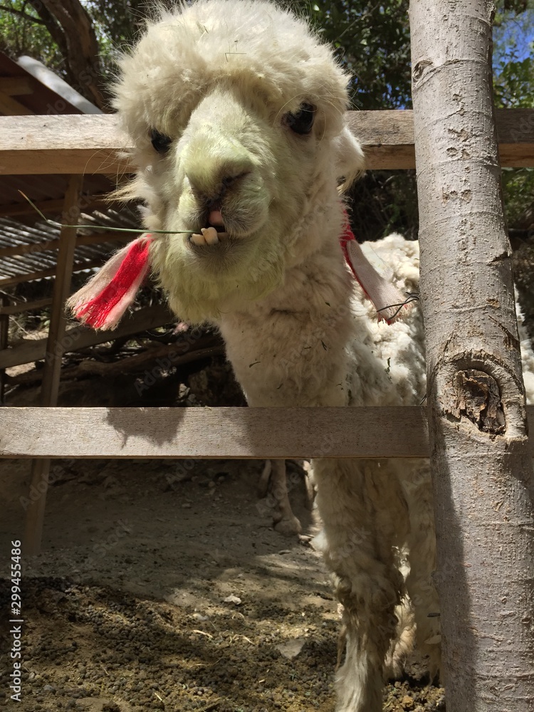Fototapeta premium portrait of camel