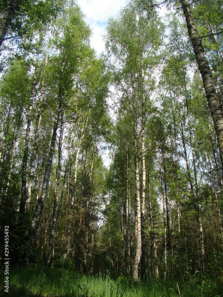 Fototapeta premium Birch tree forest in summer