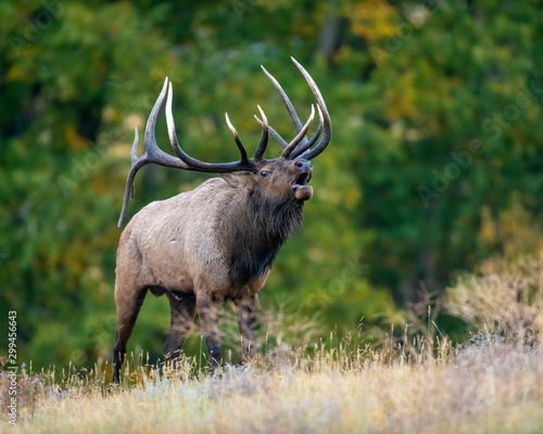 Elk in the Rocky Mountains photo