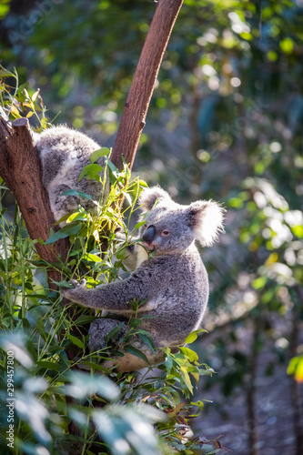 Koala sitting in a tree in a zoo in Queensland 