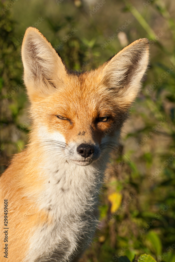 red fox vulpes vulpes red fox vulpes vulpes