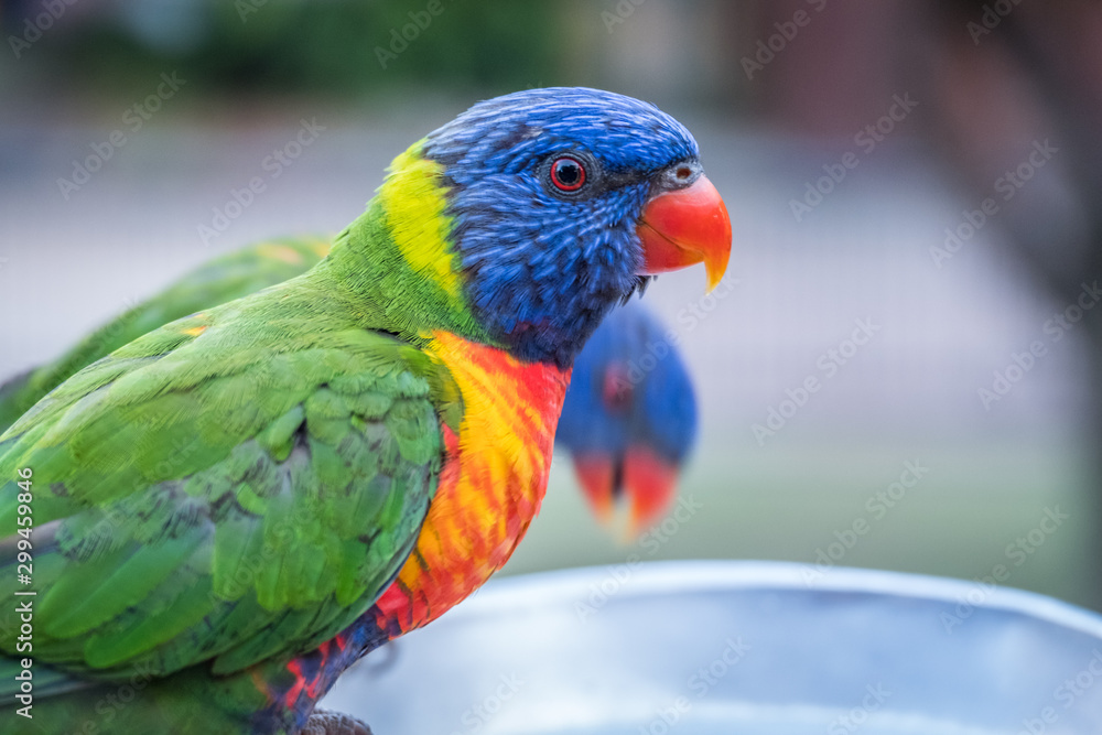 Rainbow lorikeets feeding in a Zoo in Queensland Rainbow lorikeets feeding in a Zoo in Queensland