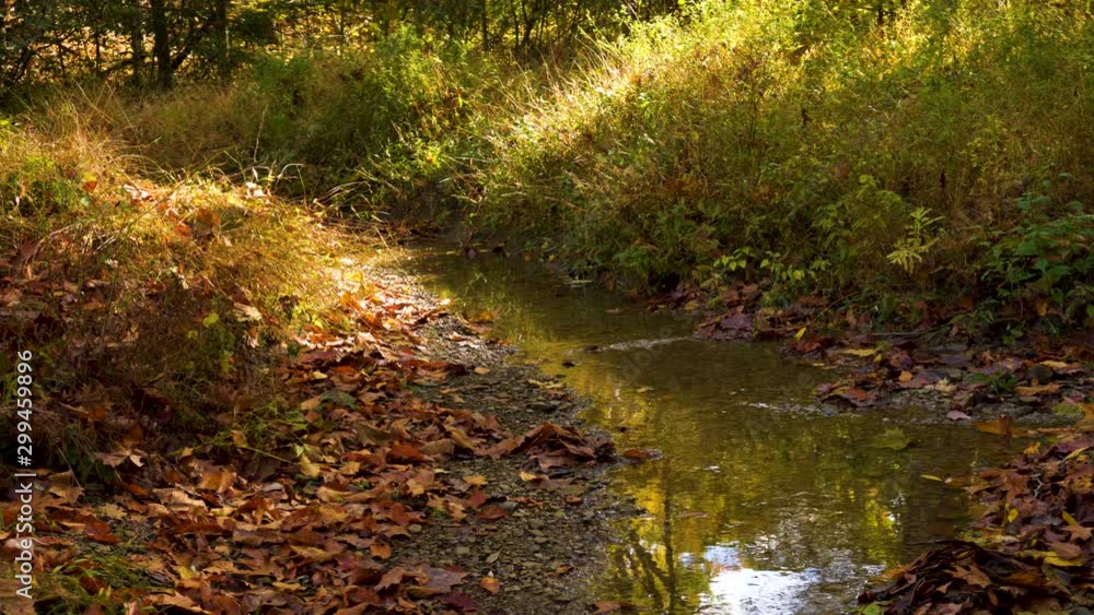 Water stream running through yellow and green tall grass Water stream running through yellow and green tall grass