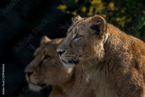 portrait of a lioness with her mother