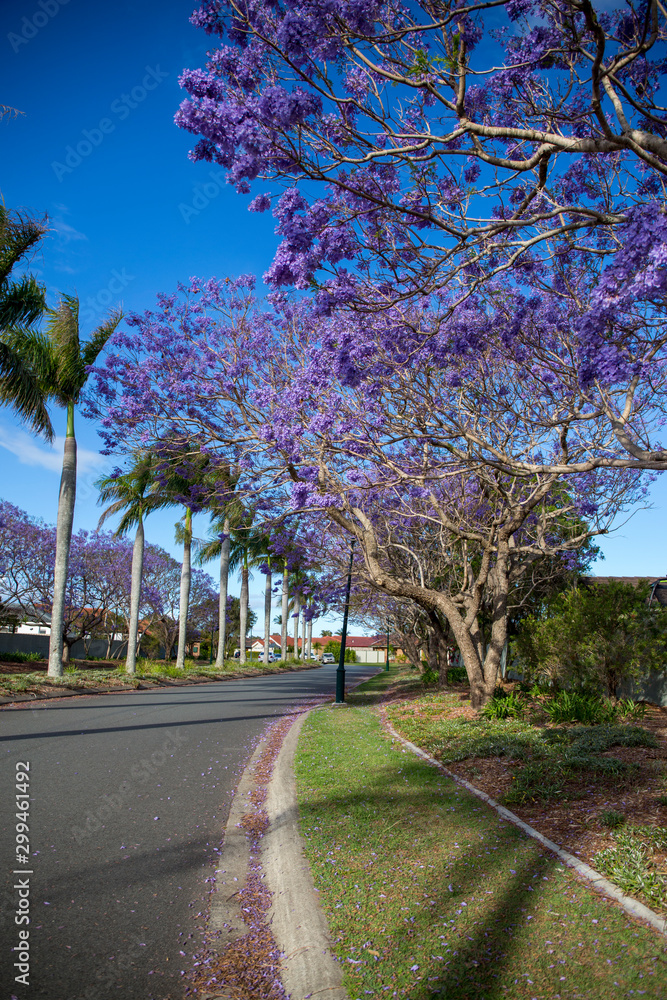 Jacaranda tree with purple flowers
