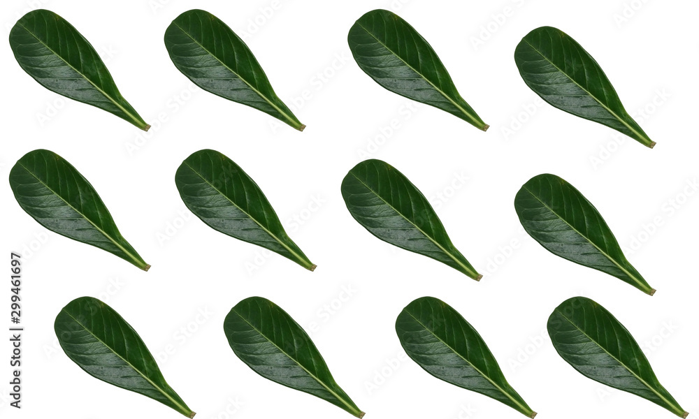 set of green leaves isolated on white background