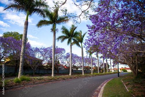 Jacaranda tree with purple flowers