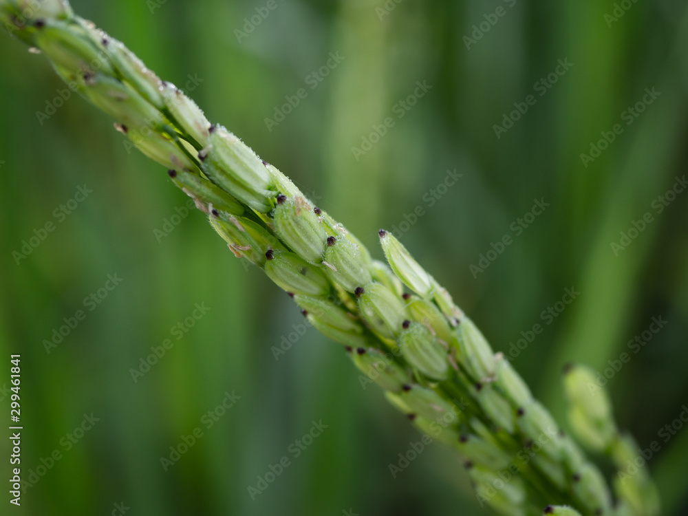 Rice is an economic crop in Asia Rice is an economic crop in Asia