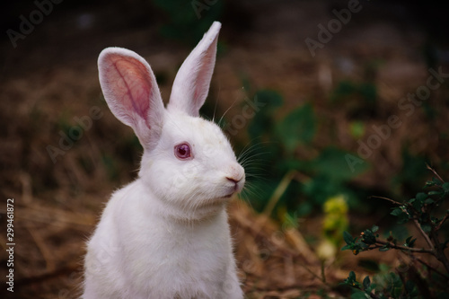 white rabbit in the grass