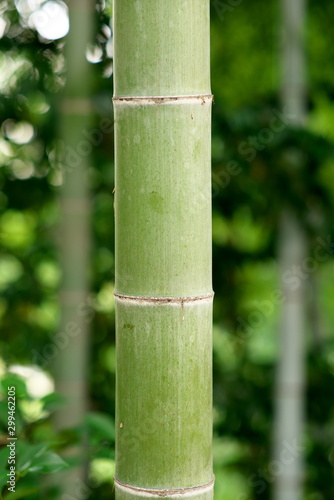 Tokyo Japan-October 31  2019  Green bamboo trunk in bamboo forest in Tokyo  Japan 