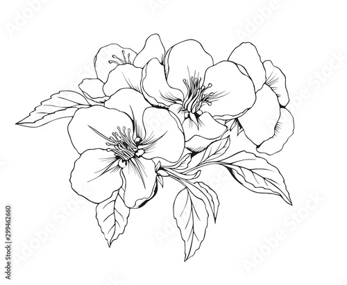 Alone Apple blossom. Vector isolated pattern. The flowers are black and white.