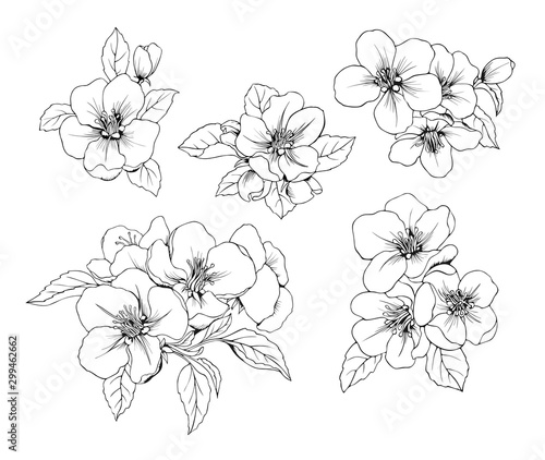 Set of Apple flowers. Vector Botanical black and white isolated pattern.