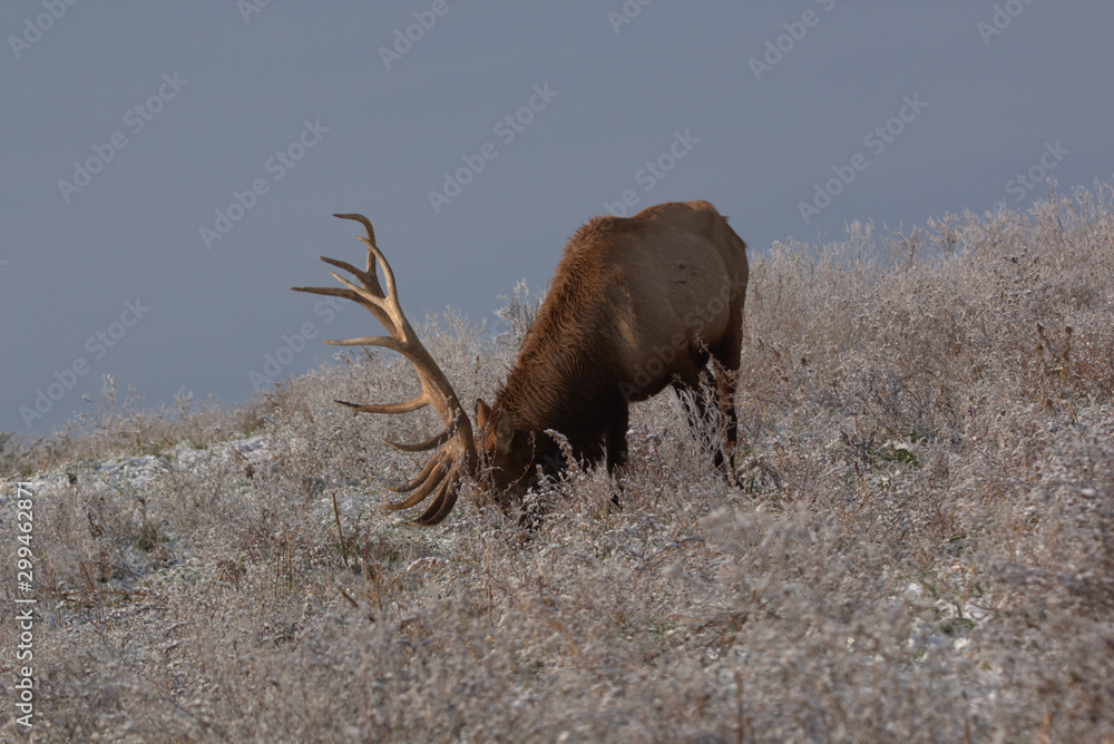 Bull Elk in eary snow in autumn in a mountain meadow Bull Elk in eary snow in autumn in a mountain meadow