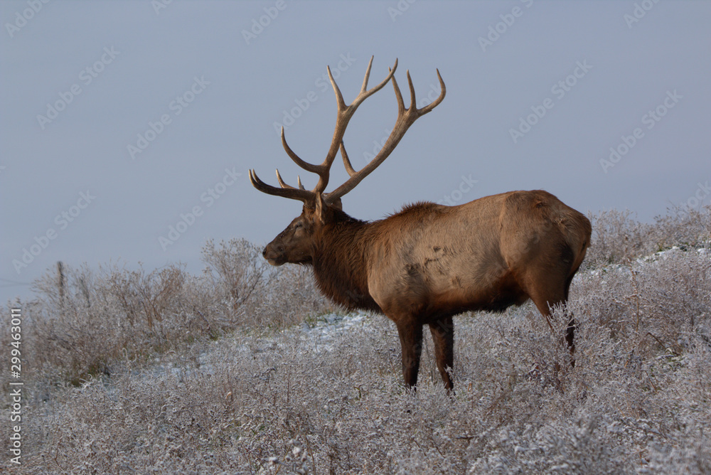 Fototapeta premium Bull Elk in eary snow in autumn in a mountain meadow