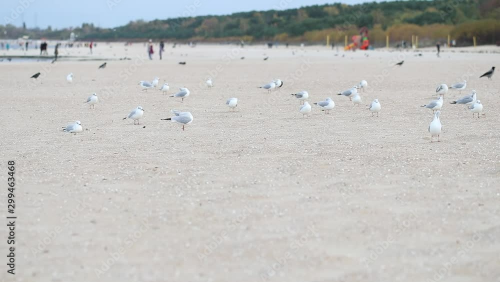 Flock of seagulls walking on the beach in an autumn season cold day. Sea birds in their natural environment on the city beach.