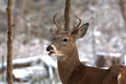 Canvas-taulu Closeup of a young Whitetail spike buck in the snow