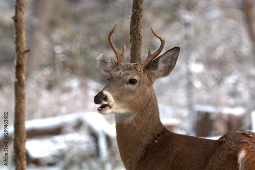 Closeup of a young Whitetail spike buck in the snow