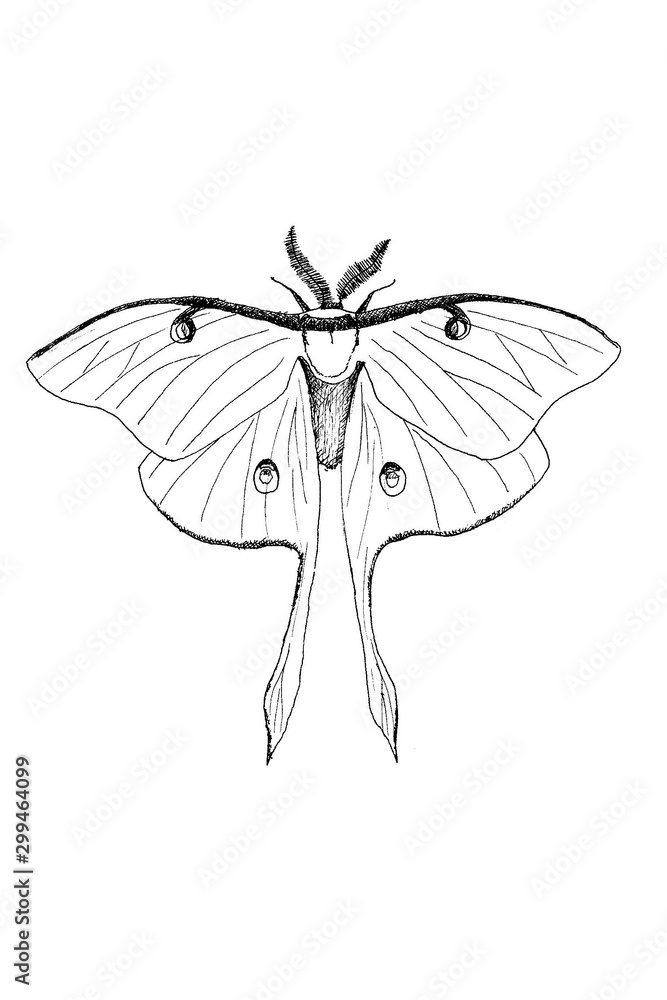 luna moth drawing