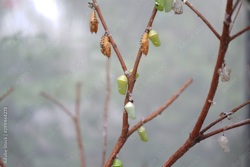 Pupa on branch of a tree Pupa on branch of a tree