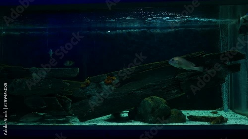 Wallpaper Mural Beautiful fish in the aquarium on decoration  of aquatic plants background. Torontodigital.ca