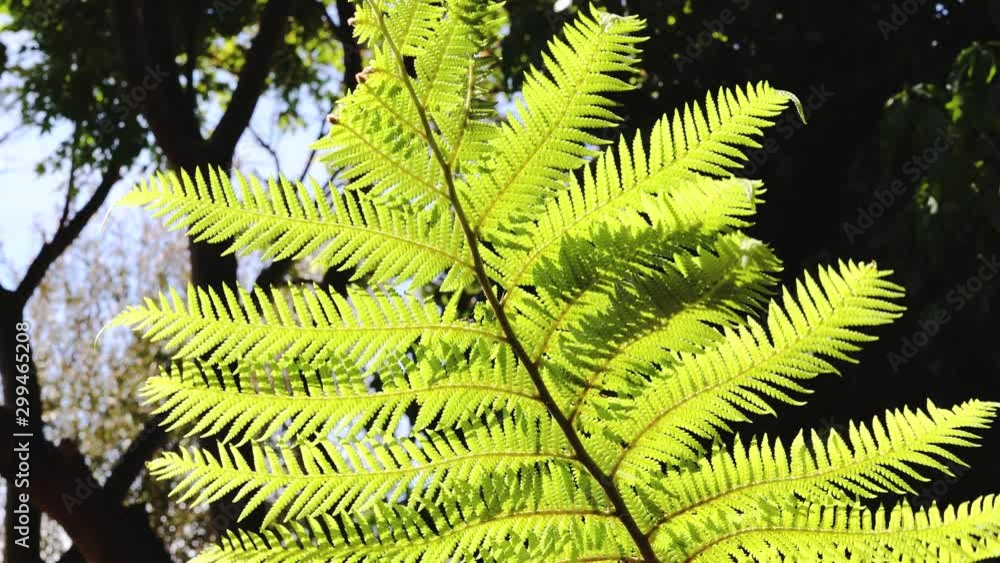 fern leaf shining with backlit sunlight moving gently in the wind fern leaf shining with backlit sunlight moving gently in the wind