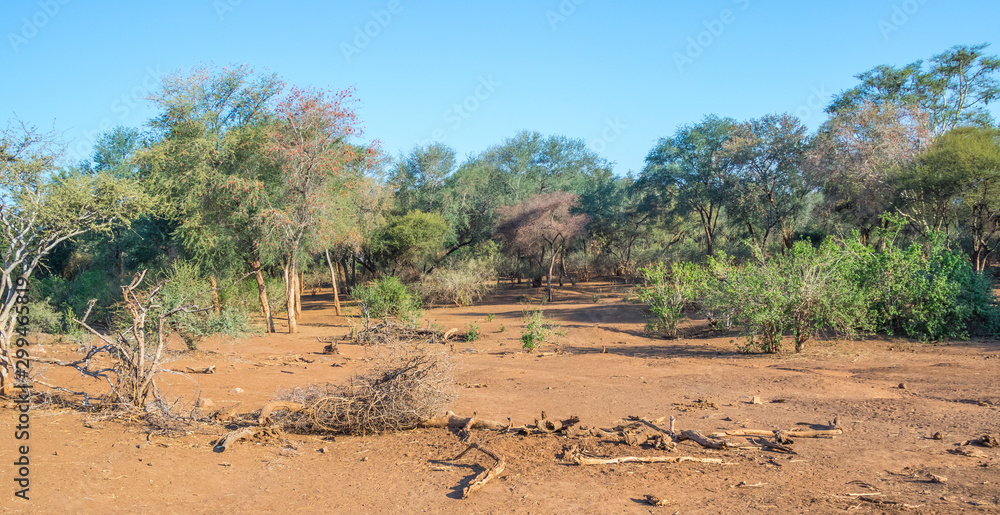 Impact of drought conditions on habitat in the pre-rainy season in the northern Kruger National Park in South Africa image in horizontal format Impact of drought conditions on habitat in the pre-rainy season in the northern Kruger National Park in South Africa image in horizontal format