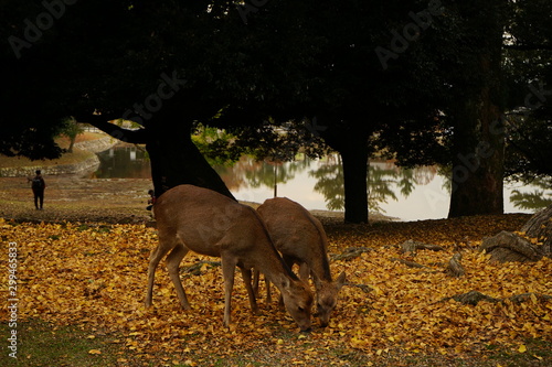 古都奈良の風景　秋 紅葉　Country scenery Nara Japan photo