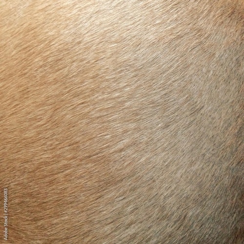 closeup of animal fur