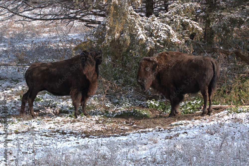 Light snow falling from the tree above a couple of Bisons Light snow falling from the tree above a couple of Bisons