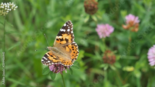  Butterfly on a flower of red clover..j © Rbizon
