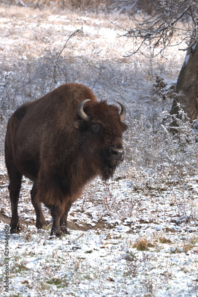 Bison walking down the hill that is covered with a dusting of snow Bison walking down the hill that is covered with a dusting of snow