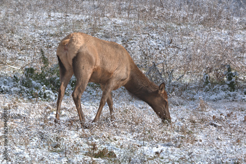 Elk Cow grazing thru the snow for the grass under the light snow fall
