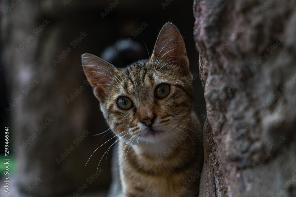 Curious kitten on a rock. Kitten hiding on a rock. Sly cat looks out from behind the stone.