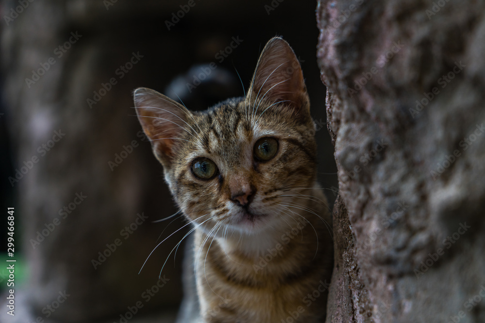 Curious kitten on a rock. Kitten hiding on a rock. Sly cat looks out from behind the stone. Curious kitten on a rock. Kitten hiding on a rock. Sly cat looks out from behind the stone.