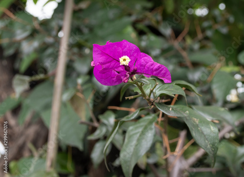 flores macro