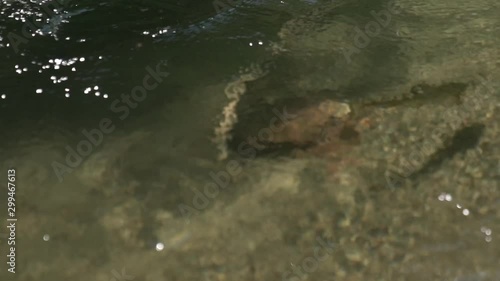 渓流でフライフィッシングを楽しむ釣り人