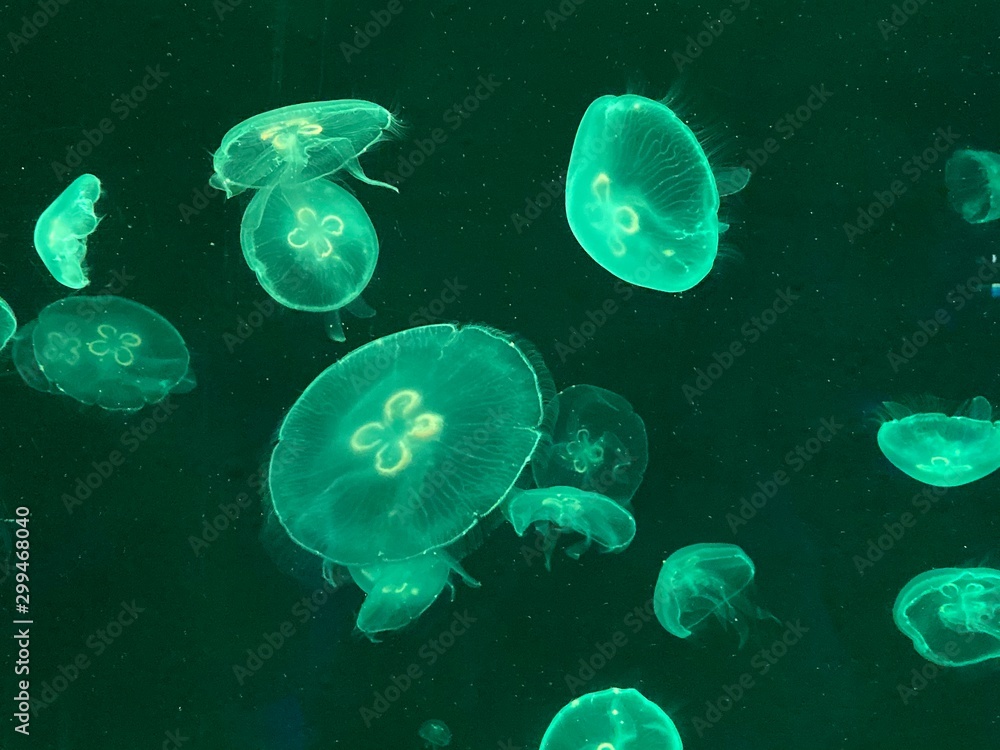 blue jellyfish in water blue jellyfish in water