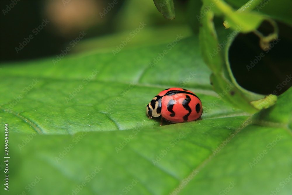Asian lady beetle or Ladybird lady bug is quietly catching on the stalk and leaves. Asian lady beetle or Ladybird lady bug is quietly catching on the stalk and leaves.