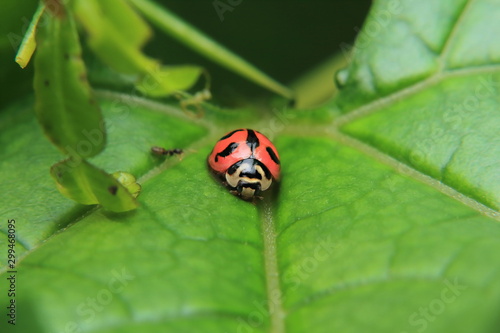 Asian lady beetle or Ladybird lady bug is quietly catching on the stalk and leaves. 