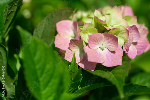 Beautiful floral background.