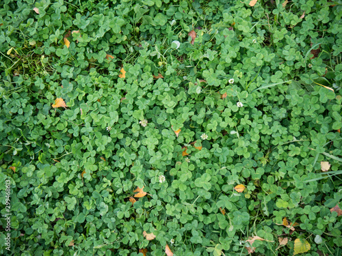 Field of green clover with flowers top view