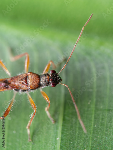 Wallpaper Mural Macro Photo of Assassin Bug on Green Leaf Torontodigital.ca