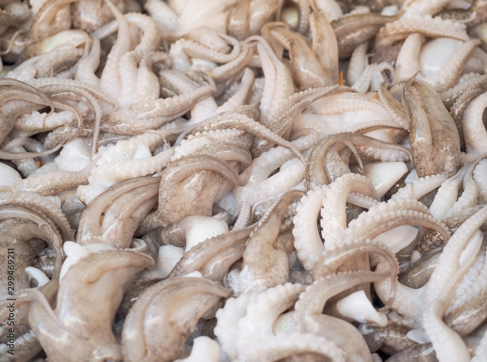 Fresh squid for sale at seafood market. White fresh squid seafood in market.