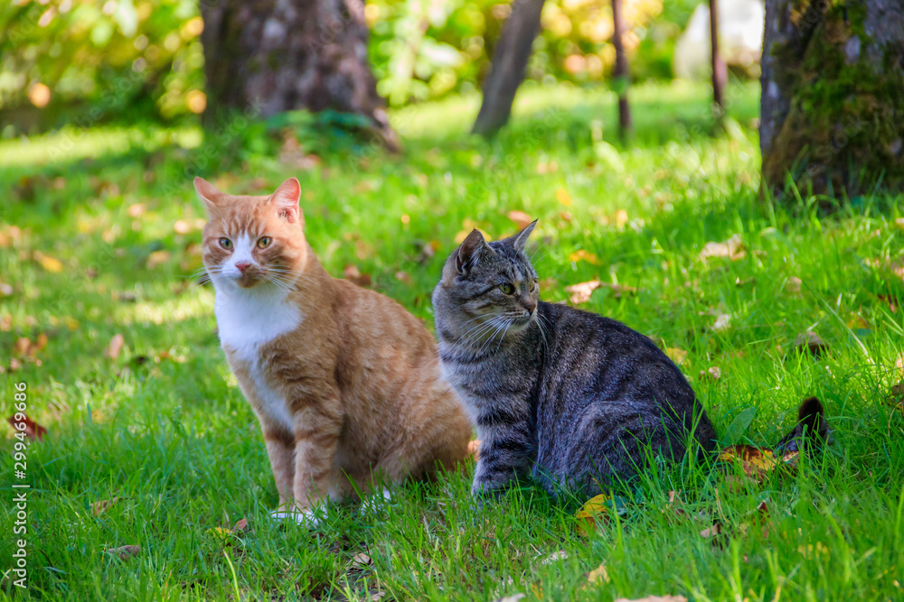 Domestic cat on a walk in the yard . A pet. Cat. Cat on a walk. Mammal. Animal hair.