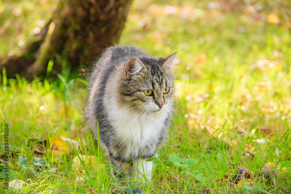 Domestic cat on a walk in the yard . A pet. Cat. Cat on a walk. Mammal. Animal hair.