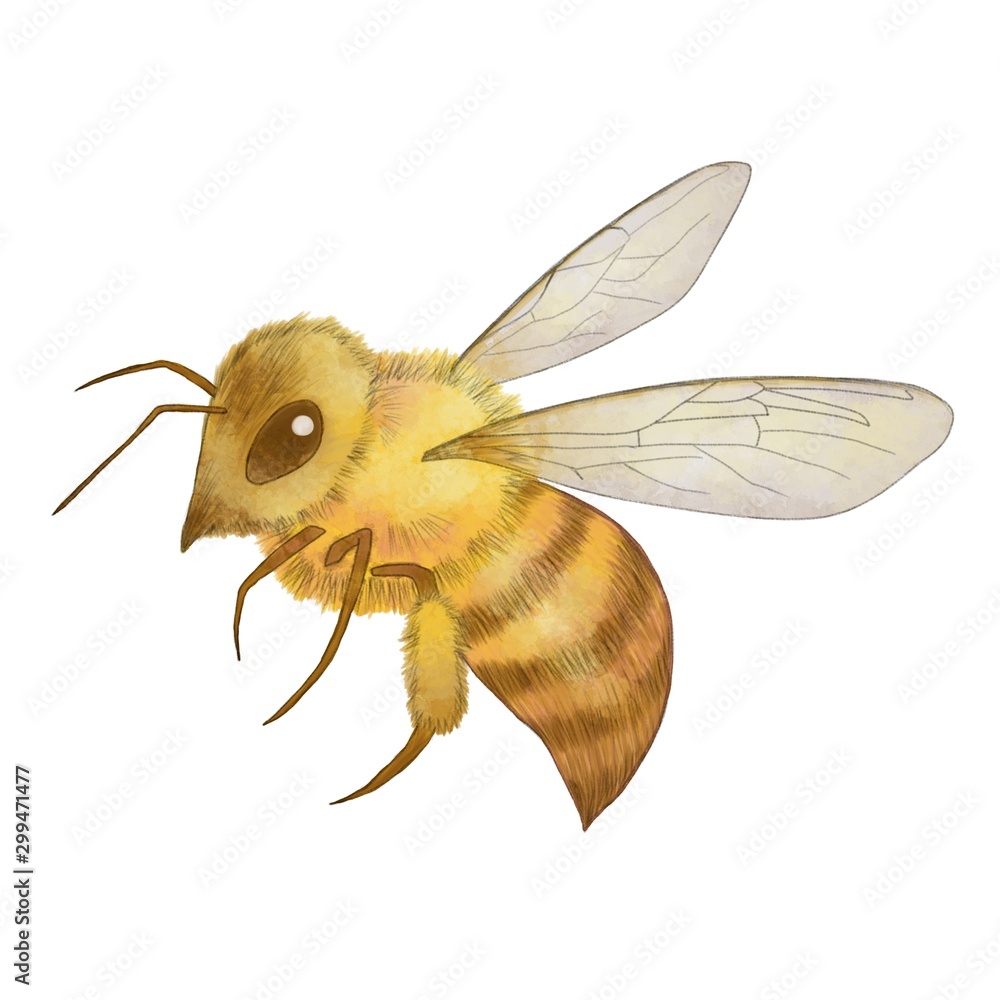 蜜蜂 ミツバチ イラスト 水彩風 線画薄め Stock Illustration Adobe Stock