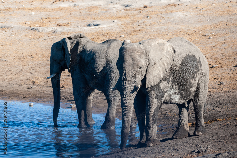 Two African Elephants -Loxodonta Africana- drinking from a waterhole. Etosha National Park, Namibia.