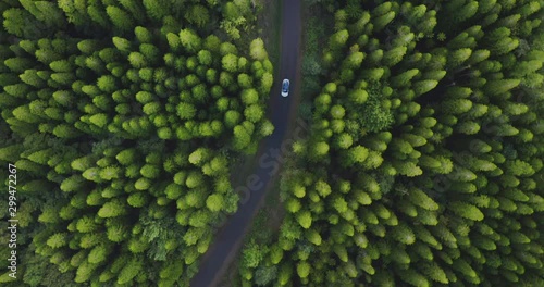 Aerial view of a white car driving on a country road surrounded by a green pine tree forest, car driving in nature, green sustainable transportation concept