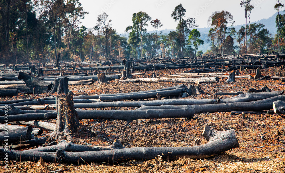 Forest fires, forest fire damage, forest burns, forest fires were destroyed.