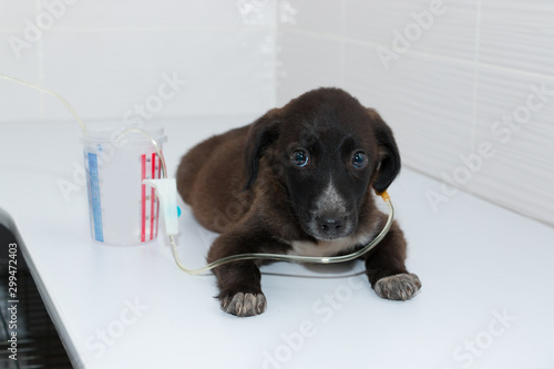 Dropper for a sick puppy. Dog treatment in a veterinary clinic. Medical care for animals. © Ekaterina Petrukhan